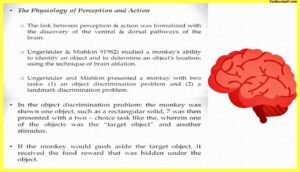 Perception-and-Action-Psychology