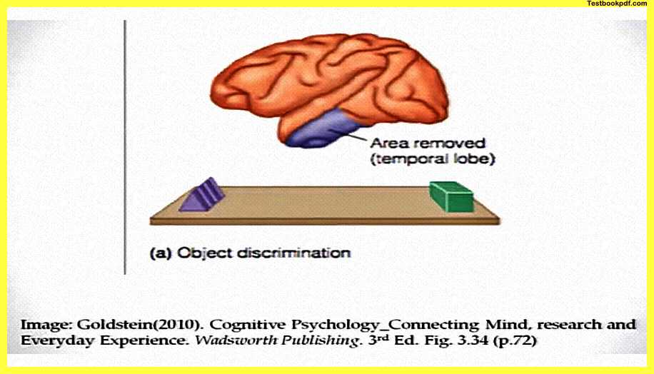 Perception-and-Action-Psychology