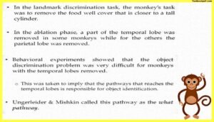 Perception-and-Action-Psychology