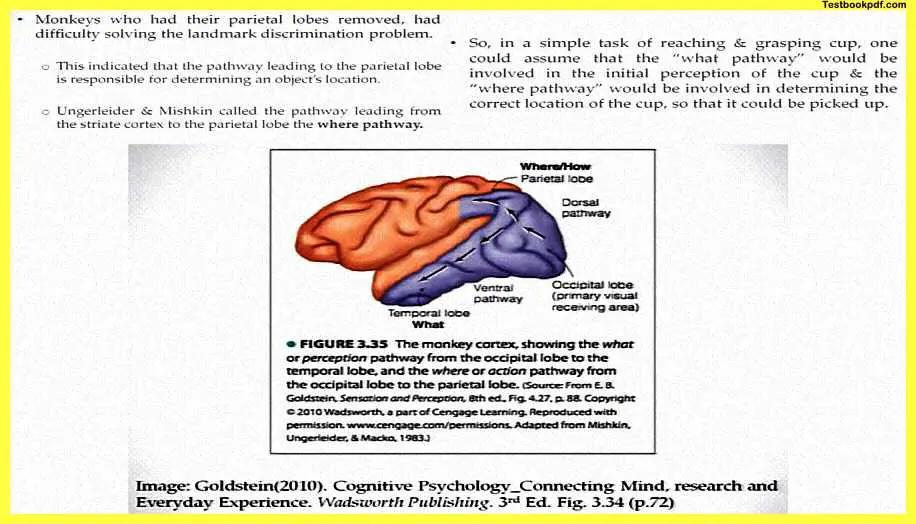 Perception-and-Action-Psychology