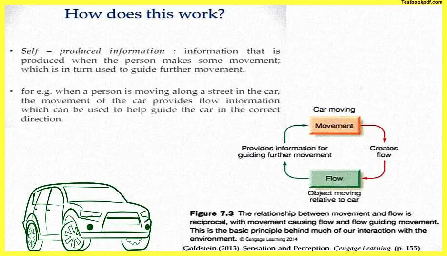 Self-Produced-Information-Perception-and-Action-Psychology