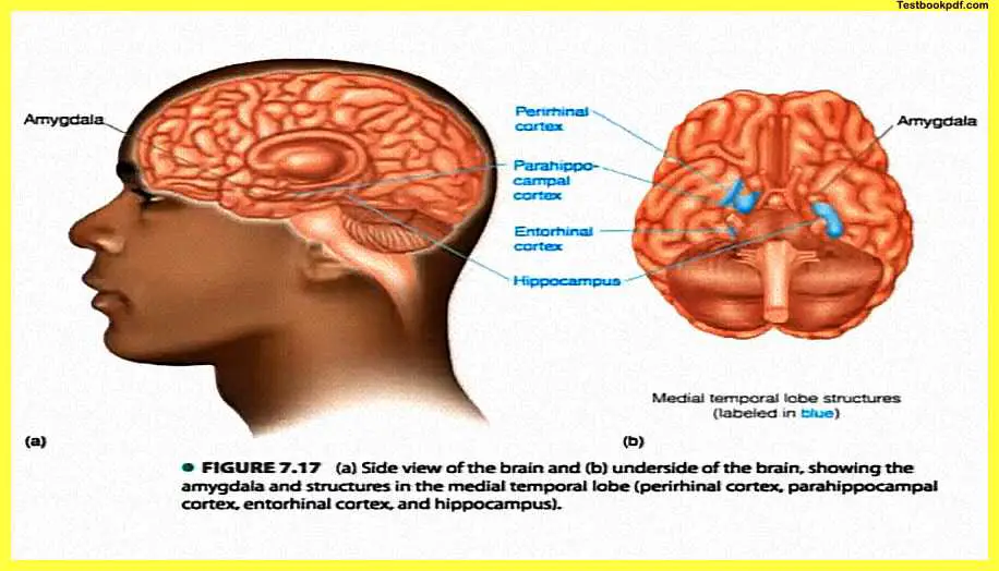 Psychology-and-Human-Memory