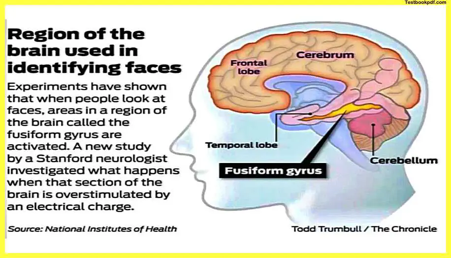 Region-of-the-Brain-used-in-identifying-Faces