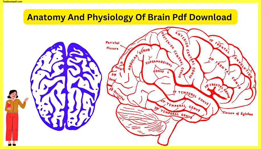 Anatomy-And-Physiology-Of-Brain-Pdf