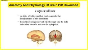 Anatomy-And-Physiology-Of-Brain-Pdf