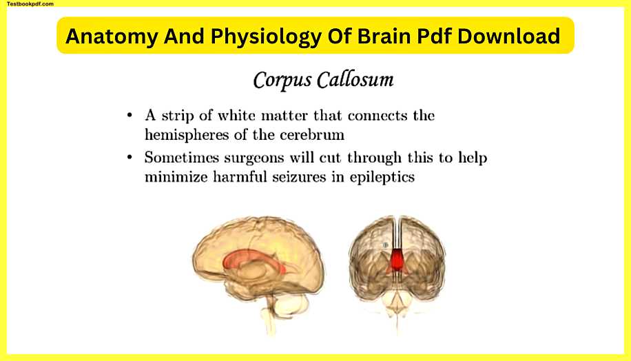 Anatomy-And-Physiology-Of-Brain-Pdf