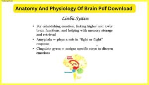 Anatomy-And-Physiology-Of-Brain-Pdf