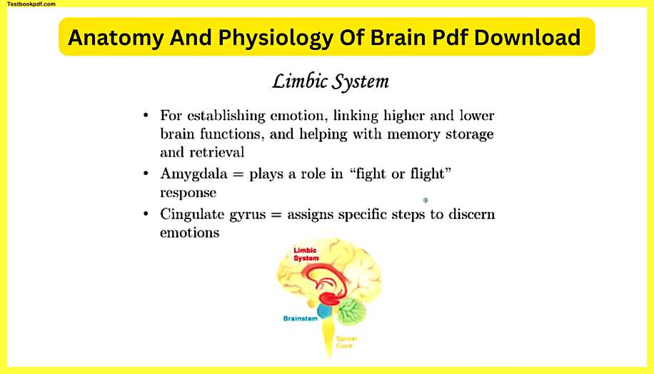 Anatomy-And-Physiology-Of-Brain-Pdf