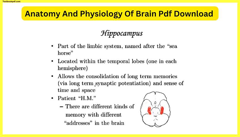 Anatomy-And-Physiology-Of-Brain-Pdf