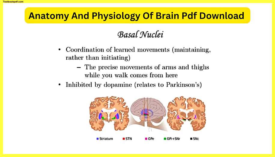 Anatomy-And-Physiology-Of-Brain-Pdf