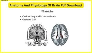 Anatomy-And-Physiology-Of-Brain-Pdf