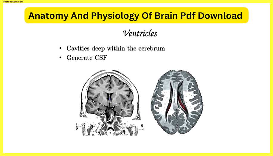 Anatomy-And-Physiology-Of-Brain-Pdf