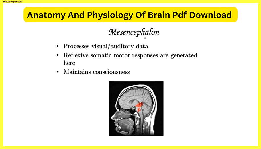 Anatomy-And-Physiology-Of-Brain-Pdf