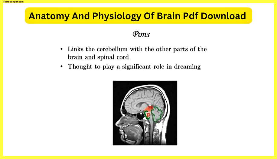 Anatomy-And-Physiology-Of-Brain-Pdf