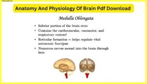 Anatomy-And-Physiology-Of-Brain-Pdf