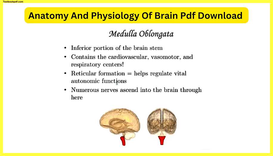 Anatomy-And-Physiology-Of-Brain-Pdf