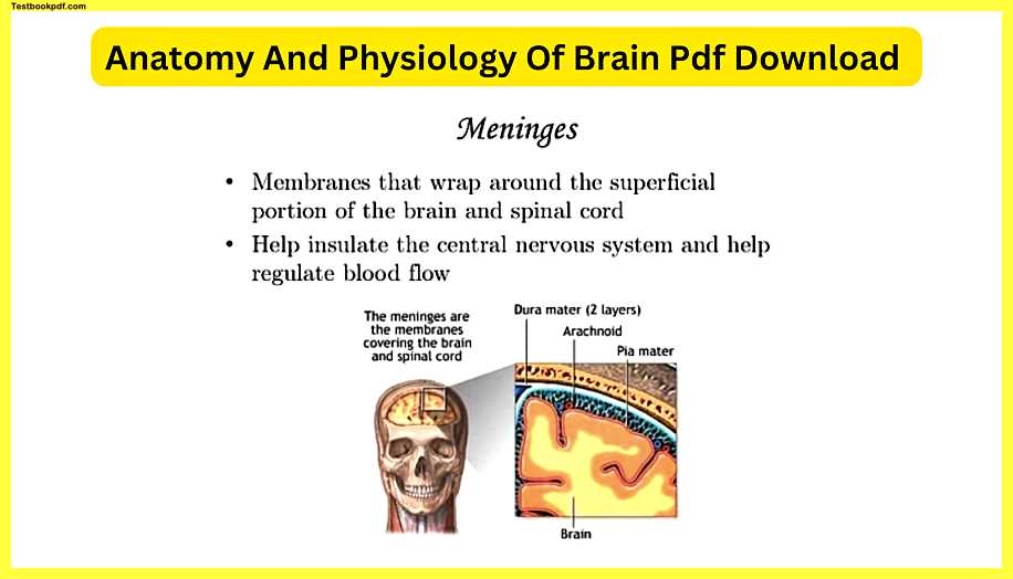 Anatomy-And-Physiology-Of-Brain-Pdf