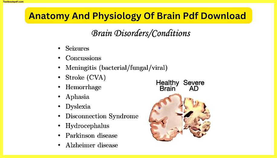 Anatomy-And-Physiology-Of-Brain-Pdf