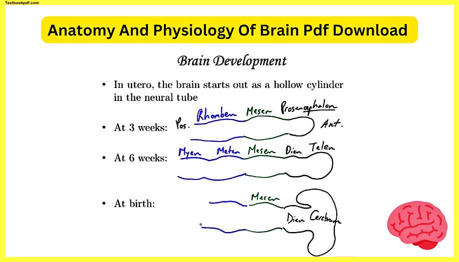 Anatomy-And-Physiology-Of-Brain-Pdf