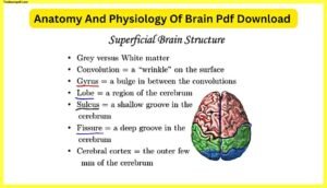 Anatomy-And-Physiology-Of-Brain-Pdf