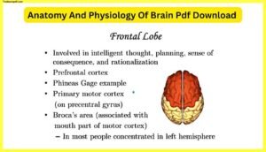 Anatomy-And-Physiology-Of-Brain-Pdf