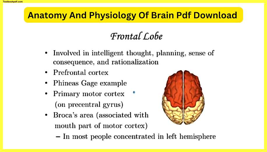 Anatomy-And-Physiology-Of-Brain-Pdf