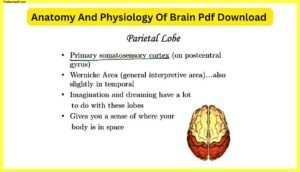 Anatomy-And-Physiology-Of-Brain-Pdf