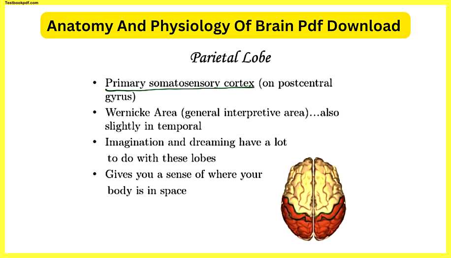 Anatomy-And-Physiology-Of-Brain-Pdf