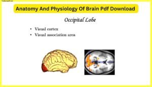 Anatomy-And-Physiology-Of-Brain-Pdf
