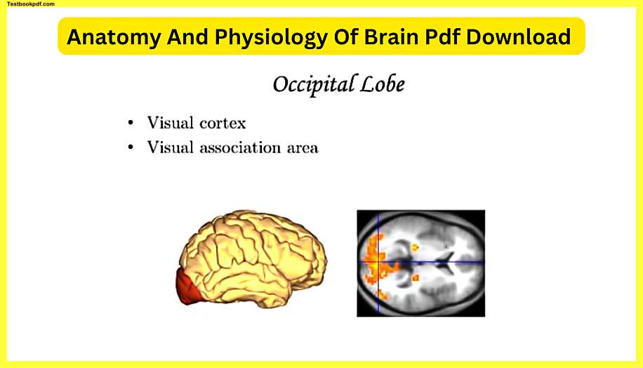 Anatomy-And-Physiology-Of-Brain-Pdf