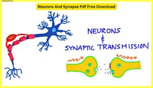 Neurons-And-Synapse-Pdf-Free-Download