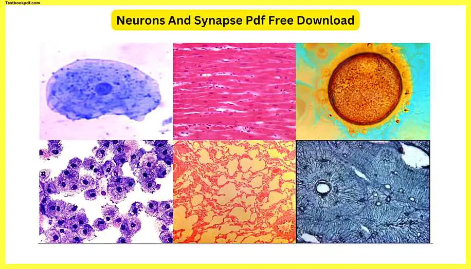 Neurons-And-Synapse-Pdf-Free-Download