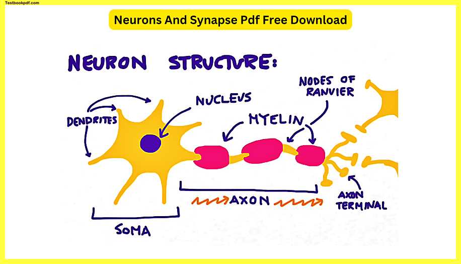 Neurons-And-Synapse-Pdf-Free-Download