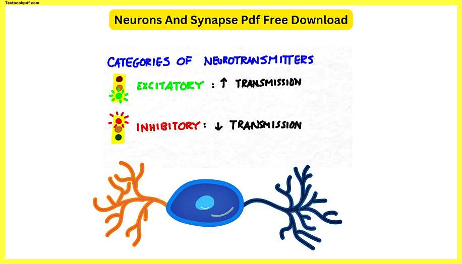 Neurons-And-Synapse-Pdf-Free-Download