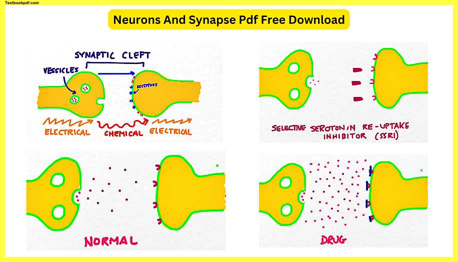 Neurons-And-Synapse-Pdf-Free-Download