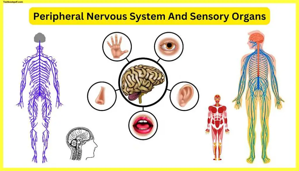 Peripheral-Nervous-System-And-Sensory-Organs