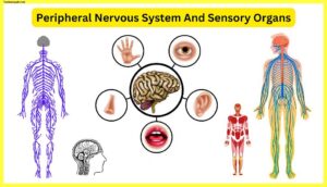 Peripheral-Nervous-System-And-Sensory-Organs