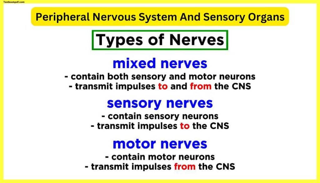 Peripheral-Nervous-System-And-Sensory-Organs