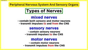 Peripheral-Nervous-System-And-Sensory-Organs