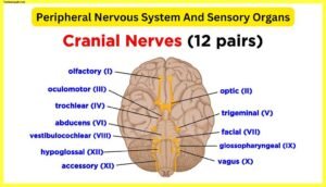 Peripheral-Nervous-System-And-Sensory-Organs