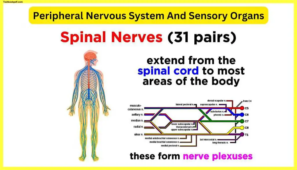 Peripheral-Nervous-System-And-Sensory-Organs