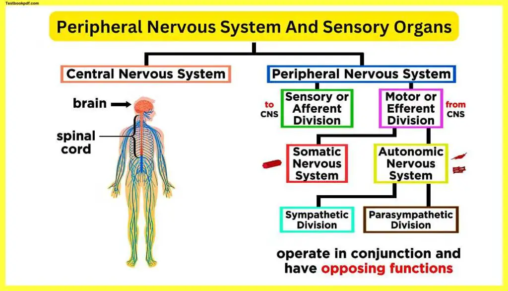 Peripheral-Nervous-System-And-Sensory-Organs