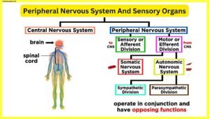 Peripheral-Nervous-System-And-Sensory-Organs