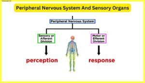 Peripheral-Nervous-System-And-Sensory-Organs
