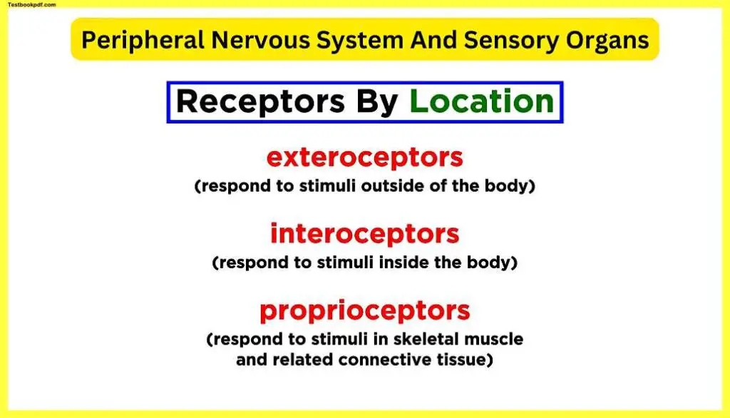 Peripheral-Nervous-System-And-Sensory-Organs