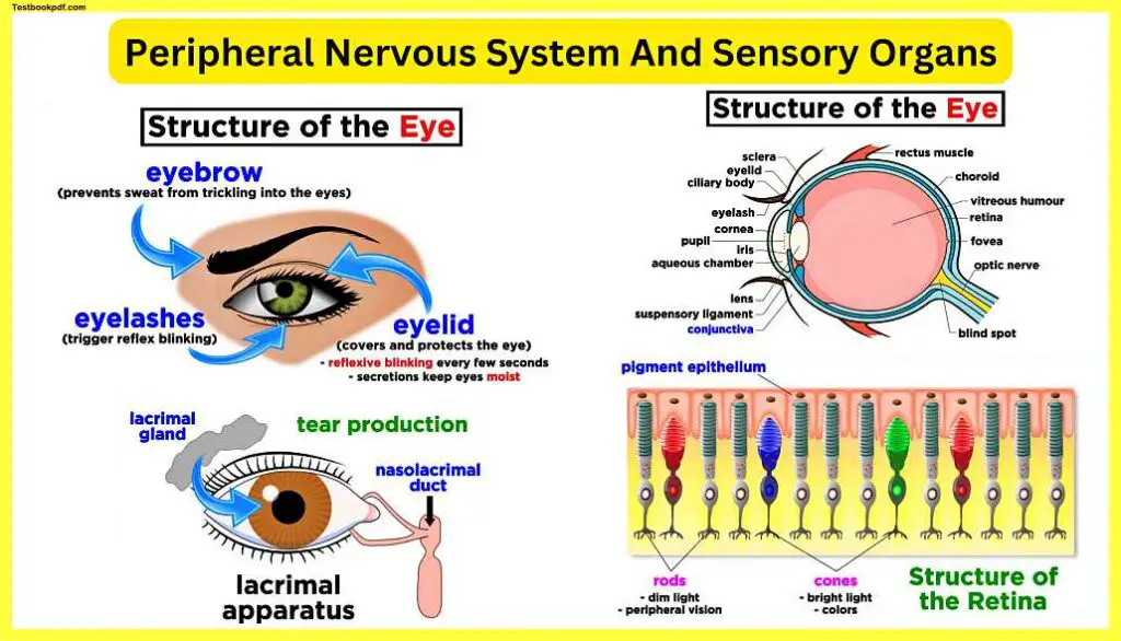 Peripheral-Nervous-System-And-Sensory-Organs