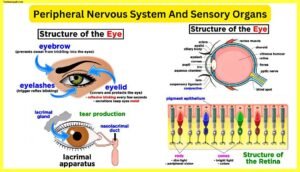 Peripheral-Nervous-System-And-Sensory-Organs