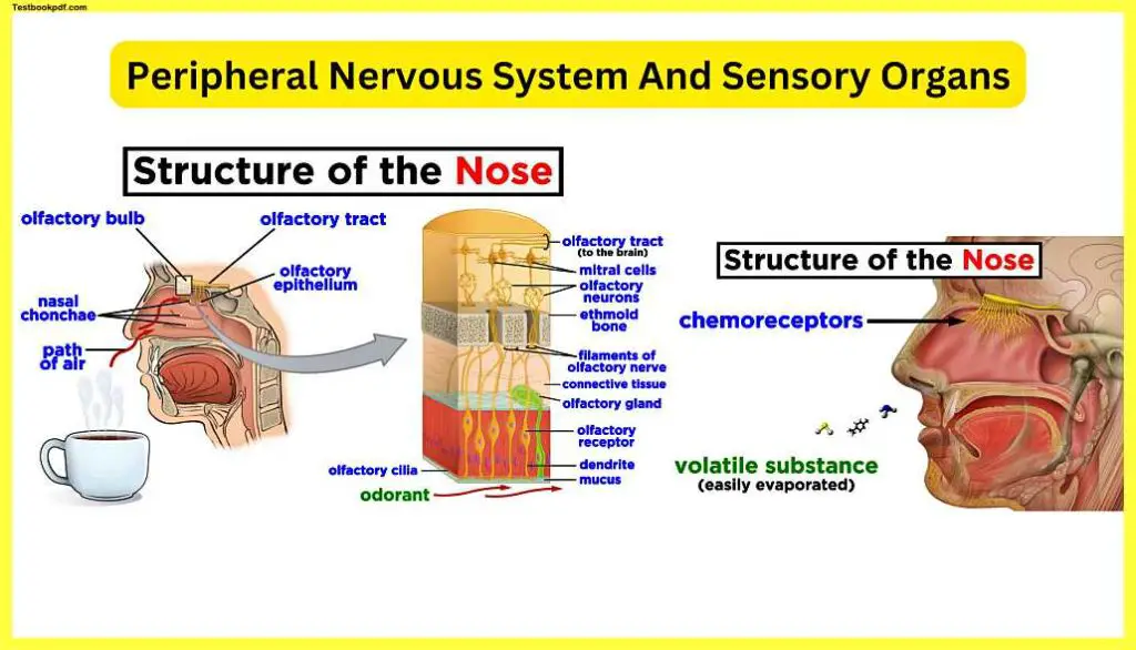 Peripheral-Nervous-System-And-Sensory-Organs