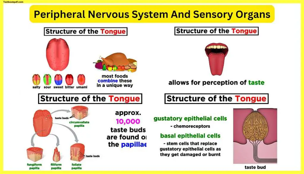 Peripheral-Nervous-System-And-Sensory-Organs