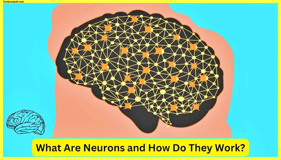 What-Are-Neurons-and-How-Do-They-Work